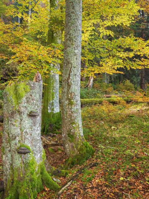 Autumnal beech forest with yellow - green - orange colored leaves, in the foreground standing dead wood with mushrooms