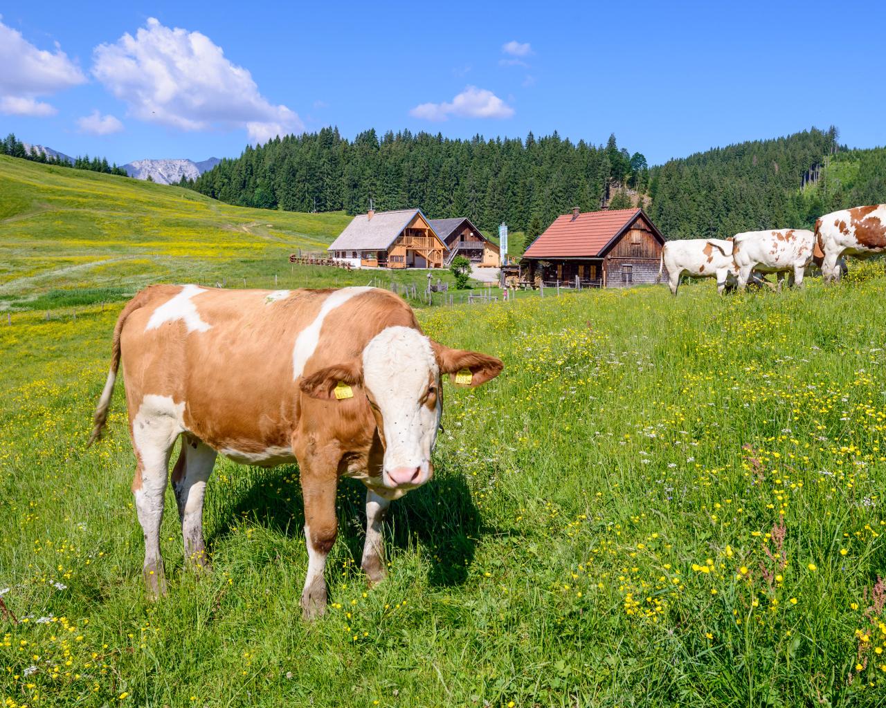 In front of an alpine pasture building, cows graze on a blooming summer meadow