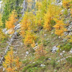 Larches with bright yellow autumn colors on a steep mountainside