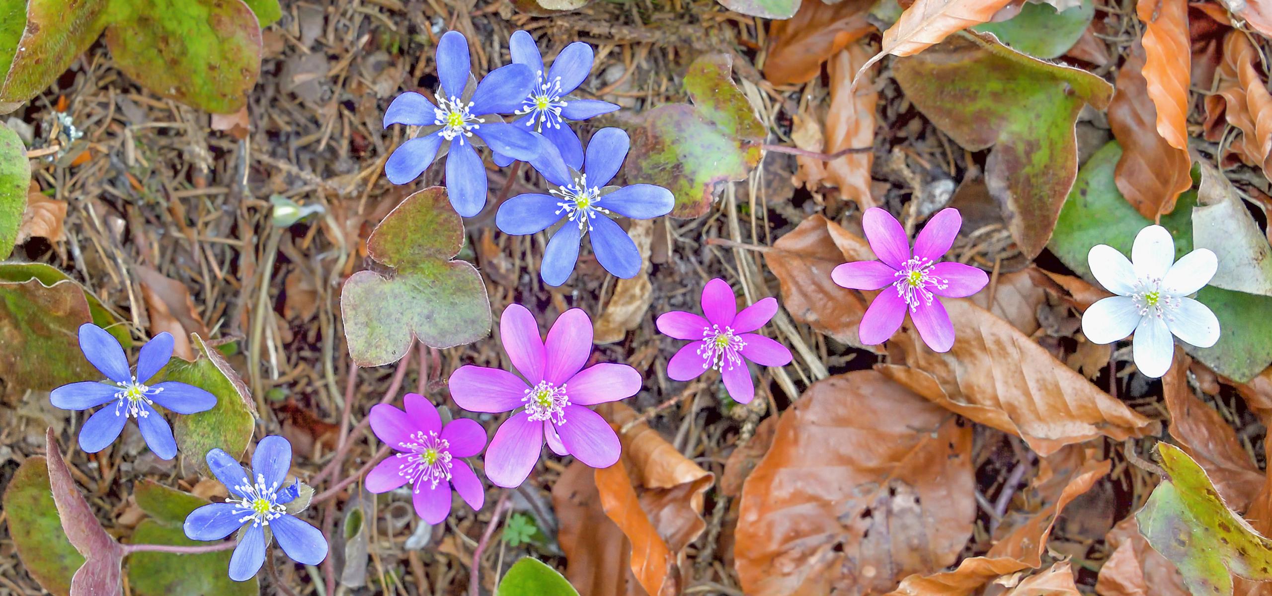 Small liverwort flowers in three color variations pink blue and white