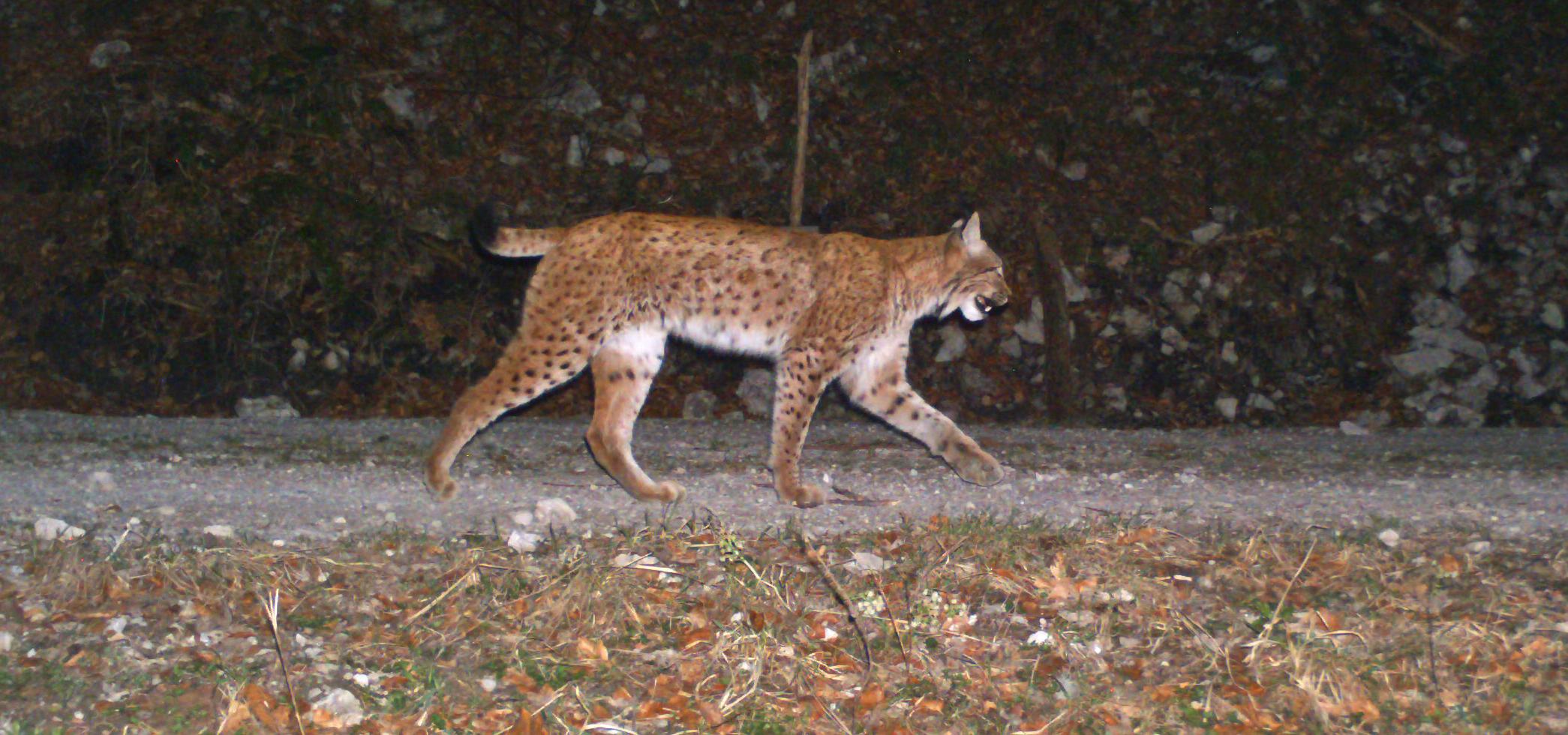 Night-time photo trap image shows lynx running on forest road