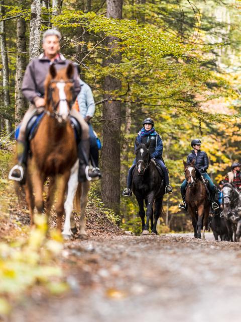 A trail leads four adults on horseback through an autumnal beech forest