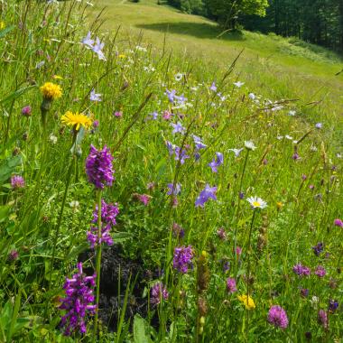 Blooming meadow flowers on alpine pastures