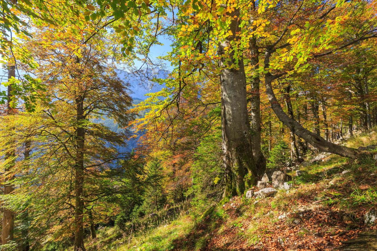 Mighty, autumn-colored beech trees stand on a mountainside