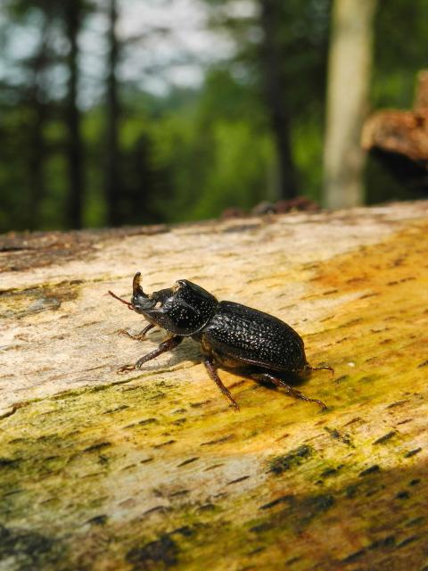 Black-brown colored beetle with horn on its head crawls over a deadwood trunk