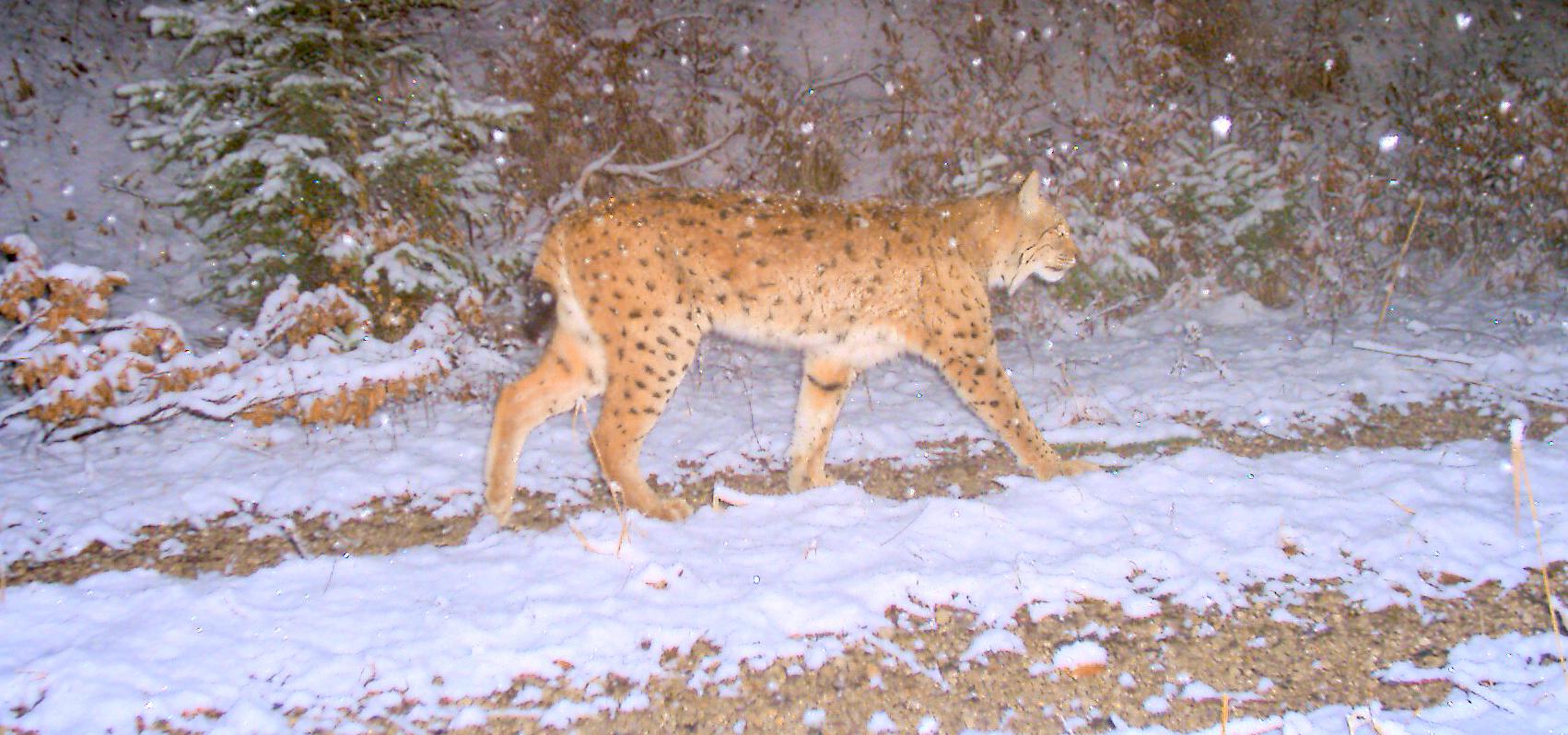 Night-time photo trap image shows a lynx running along a snow-covered path