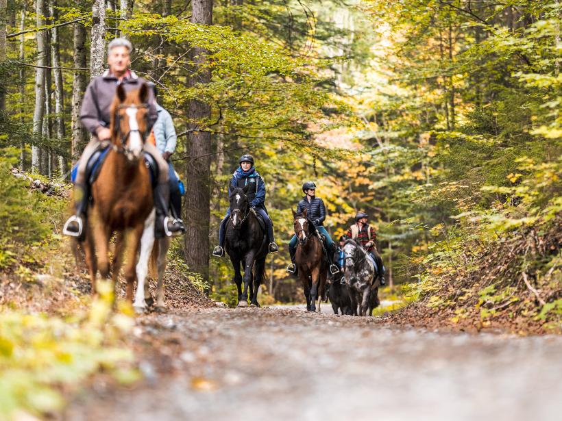A trail leads four adults on horseback through an autumnal beech forest