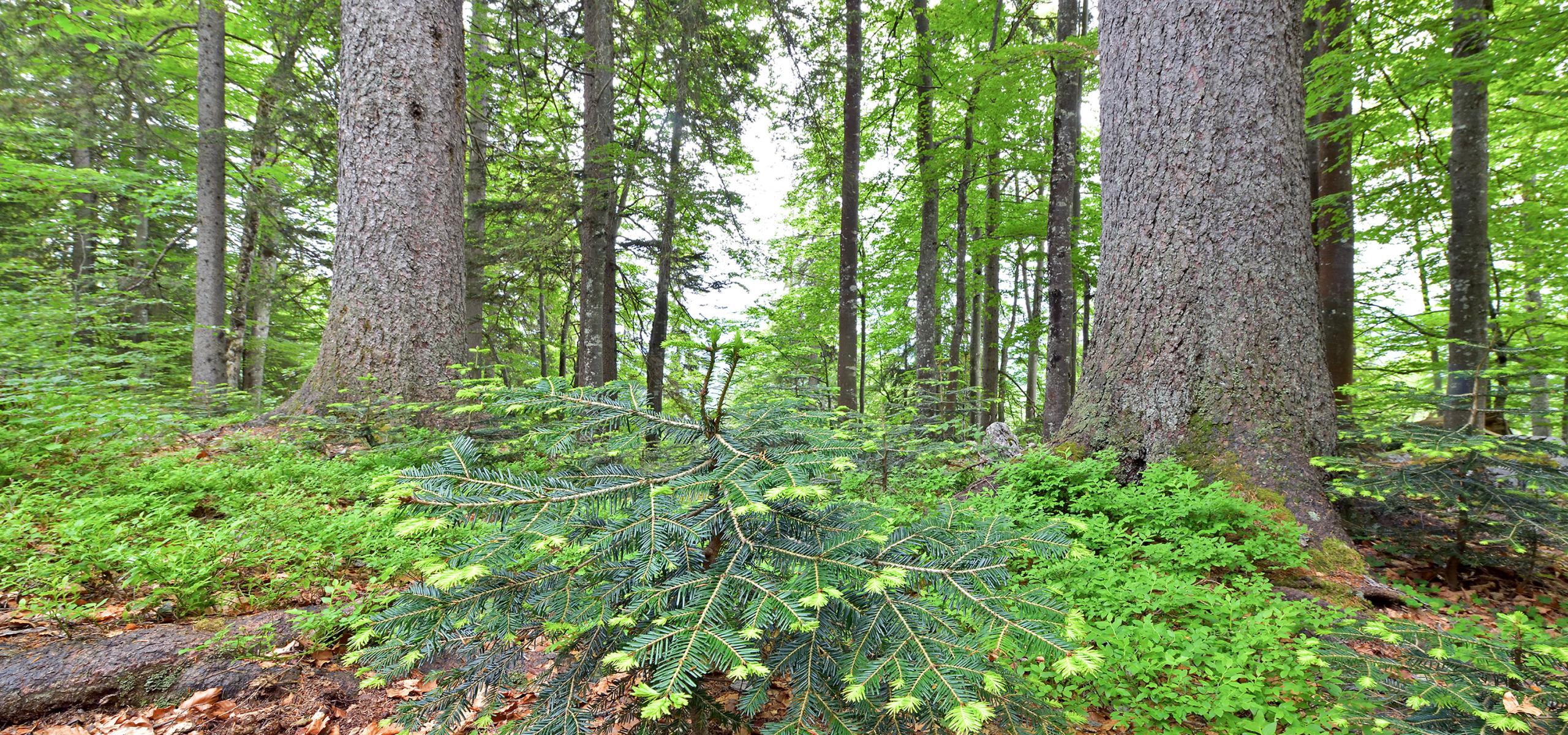 Spruce and fir trees with fresh shoots behind beech trees with delicate spring foliage
