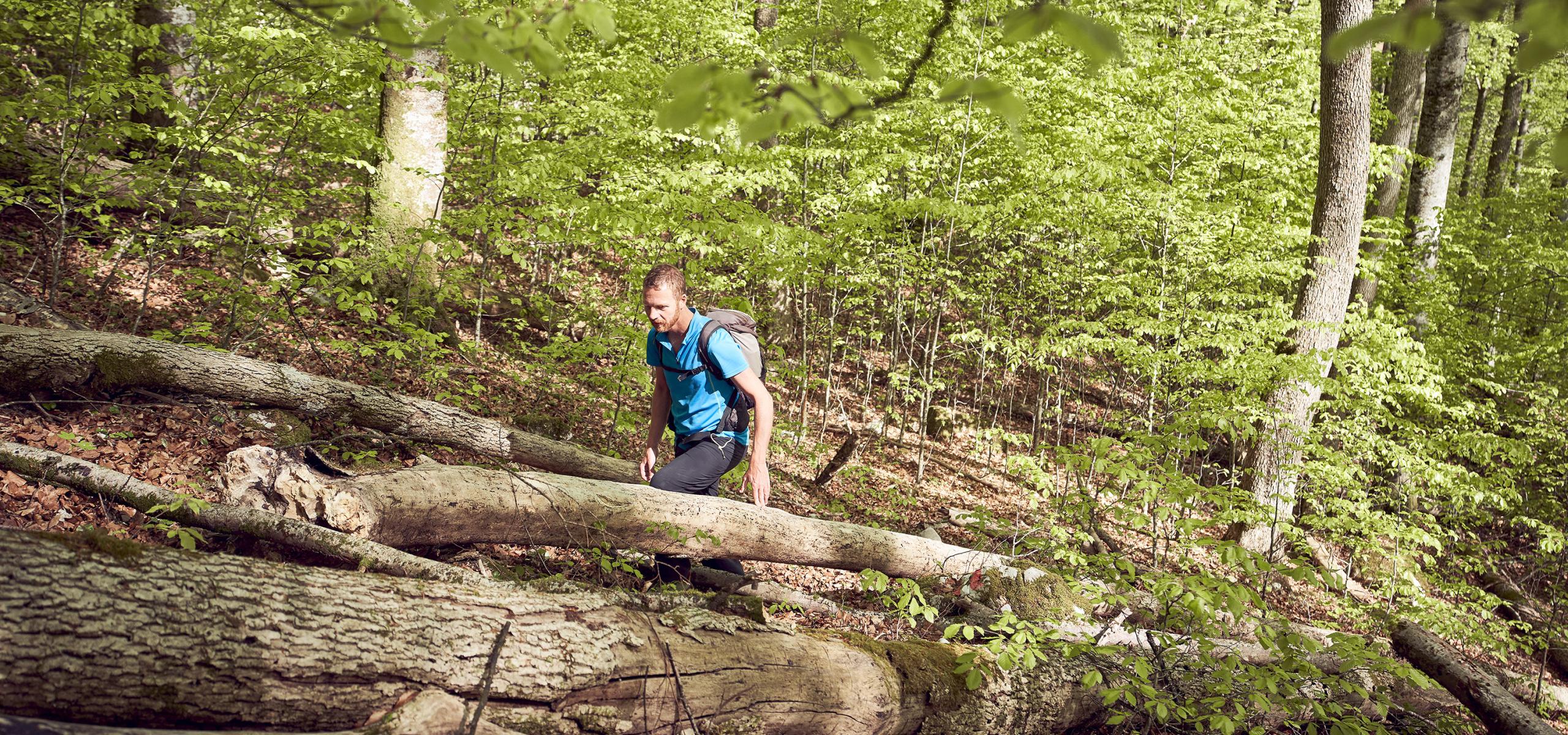 A man walks through a spring-green beech forest