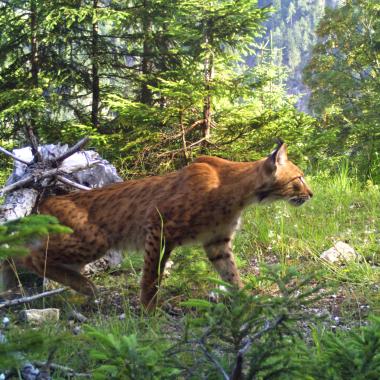 Lynx Lakota runs through the forest on an overgrown path