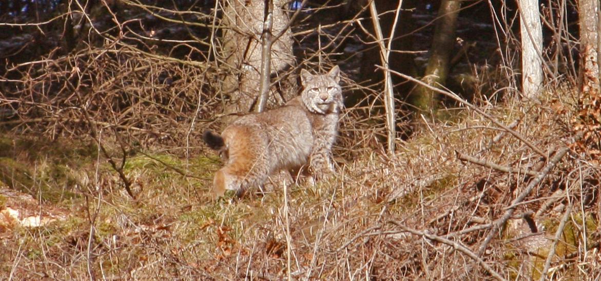 Lynx stands watching at the edge of the forest