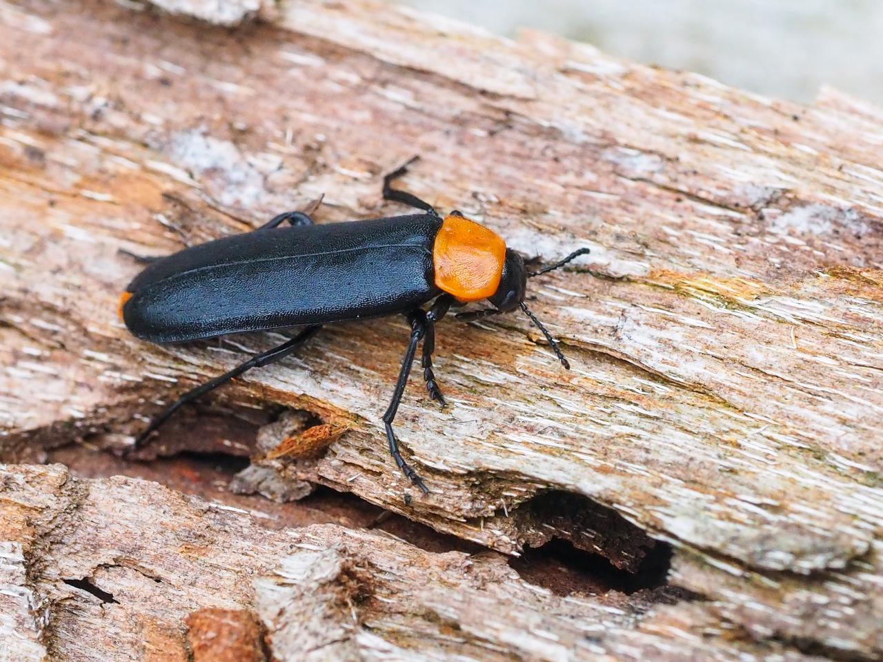 Black-winged beetle with orange neck shield