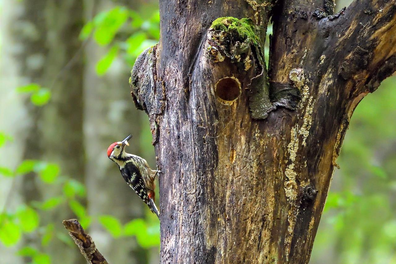 White-backed woodpecker sitting on a standing deadwood trunk