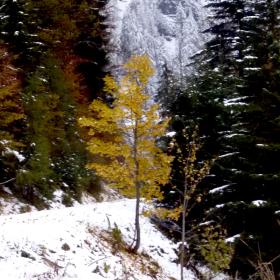 Autumnal yellow colored mountain maple shines in snowy mountain forest