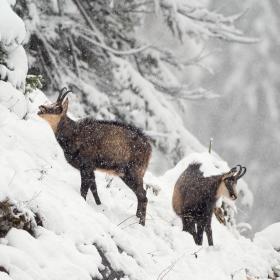 2 chamois are standing in a small, steep clearing in the snow-covered mountain forest.