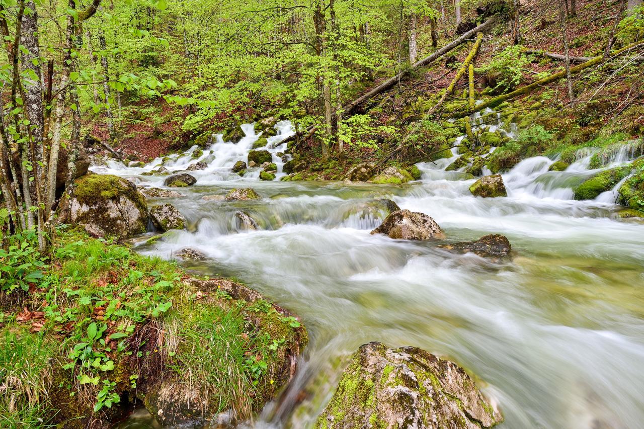In spring-green forest, meltwater flows out of several spring horizons