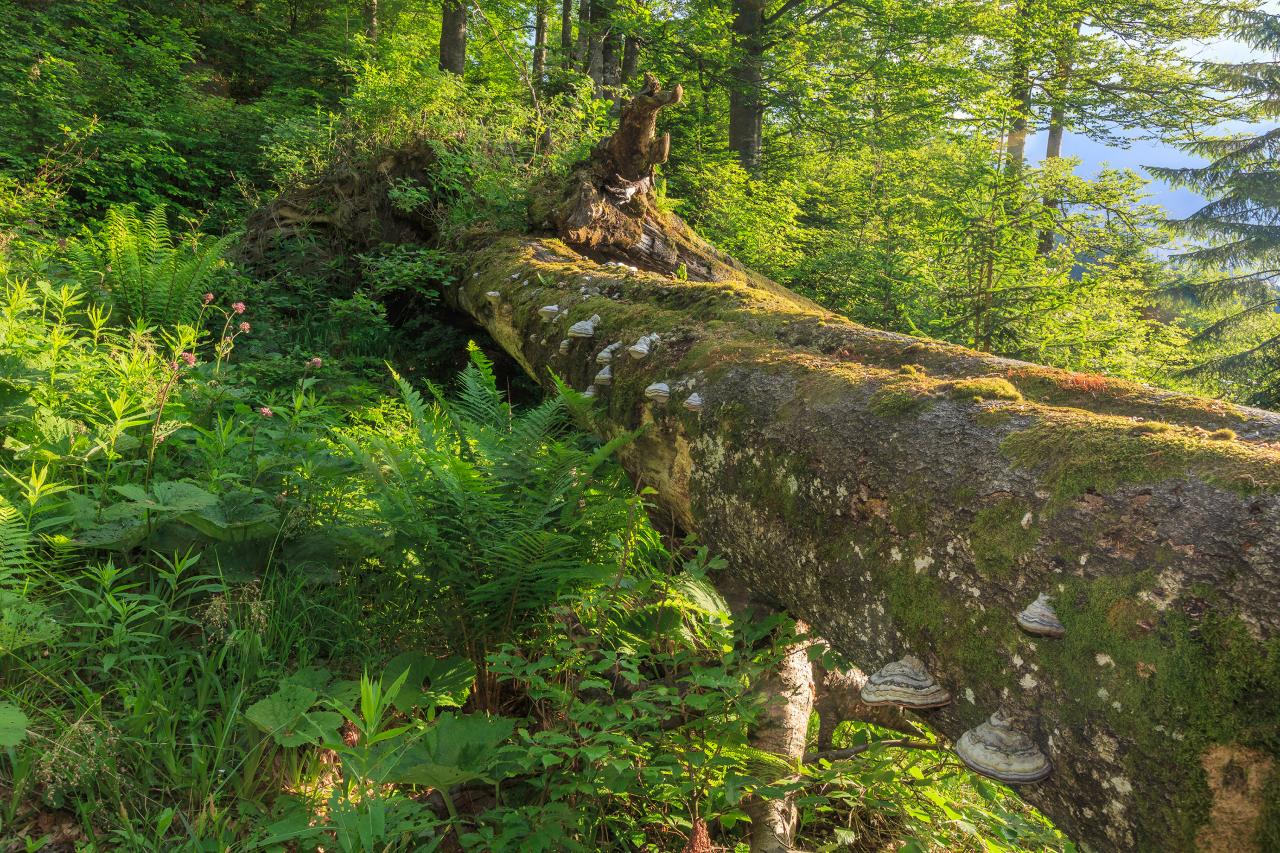 Deciduous beech forest with lying deadwood trunk