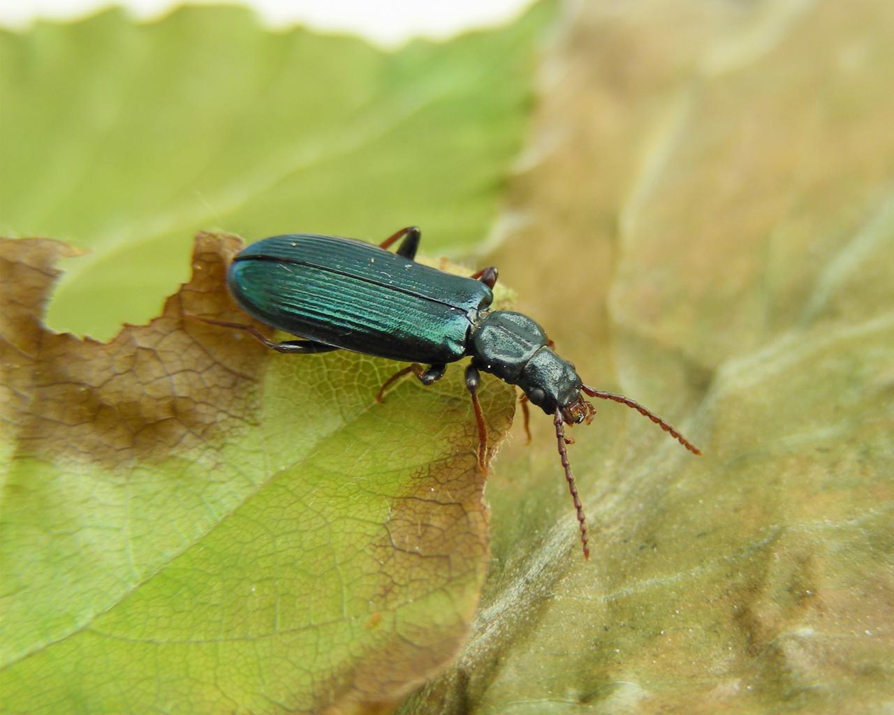 Metallic green shimmering beetle sitting on leaf