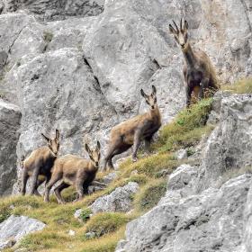 Chamois goat with three young in rocky terrain