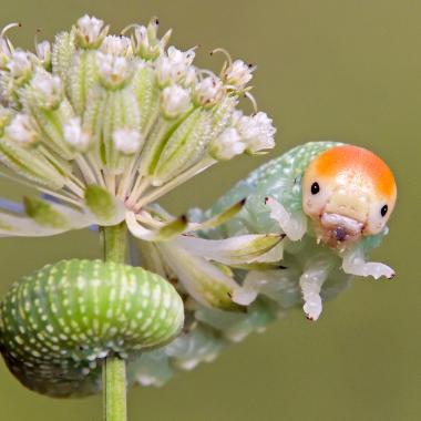 Green butterfly caterpillar with orange-colored head clings to flower stalks