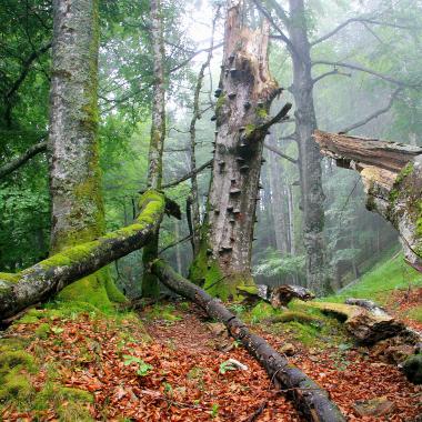 Hazy beech forest with deadwood