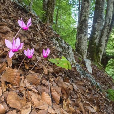 Purple cyclamen flowers grow from the forest floor covered with beech leaves