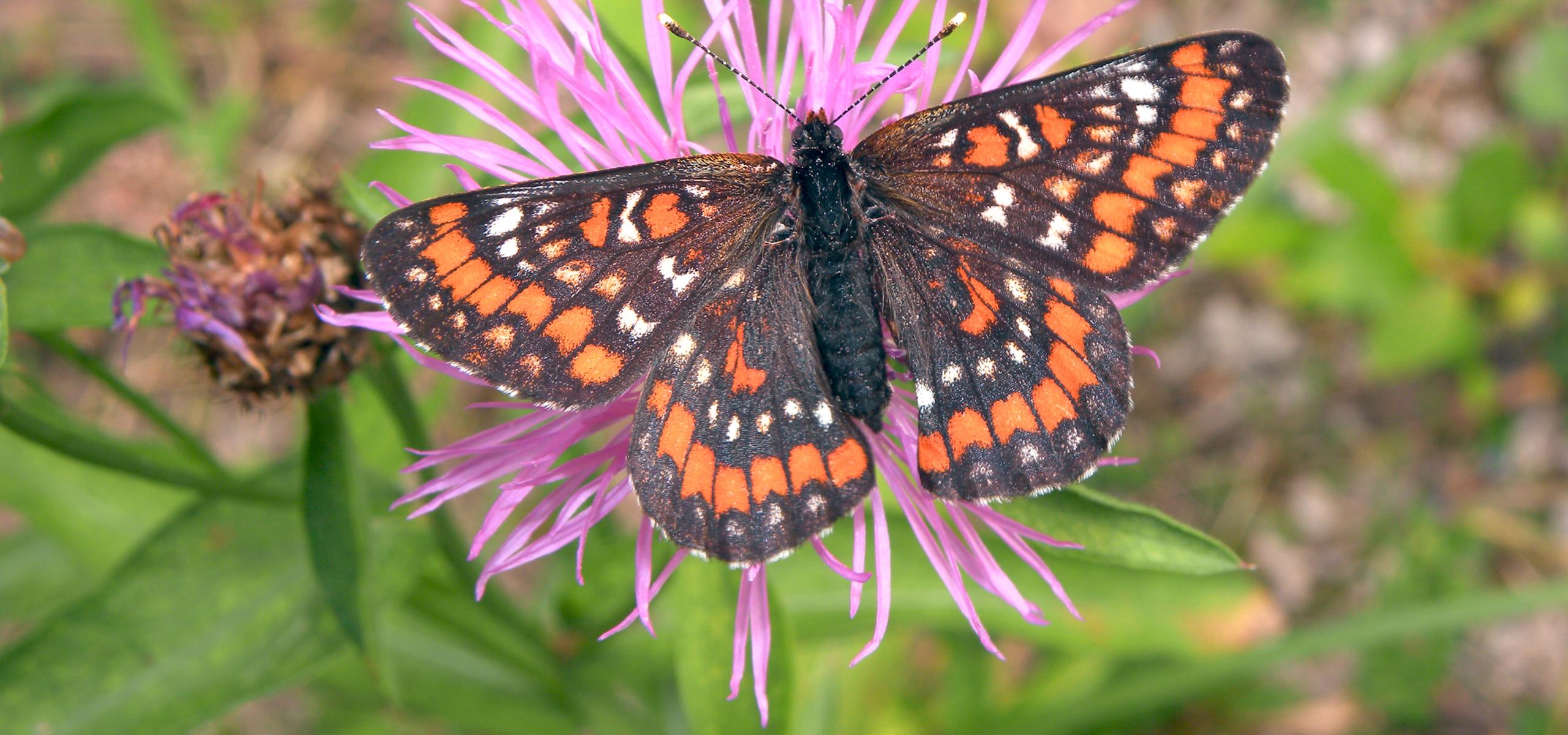 An orange-brown colored butterfly with wings sitting open on a pink flower
