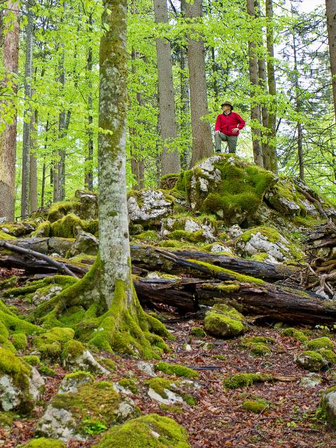 A hiker stands on a rock in the beech forest and looks at the fresh beech leaves