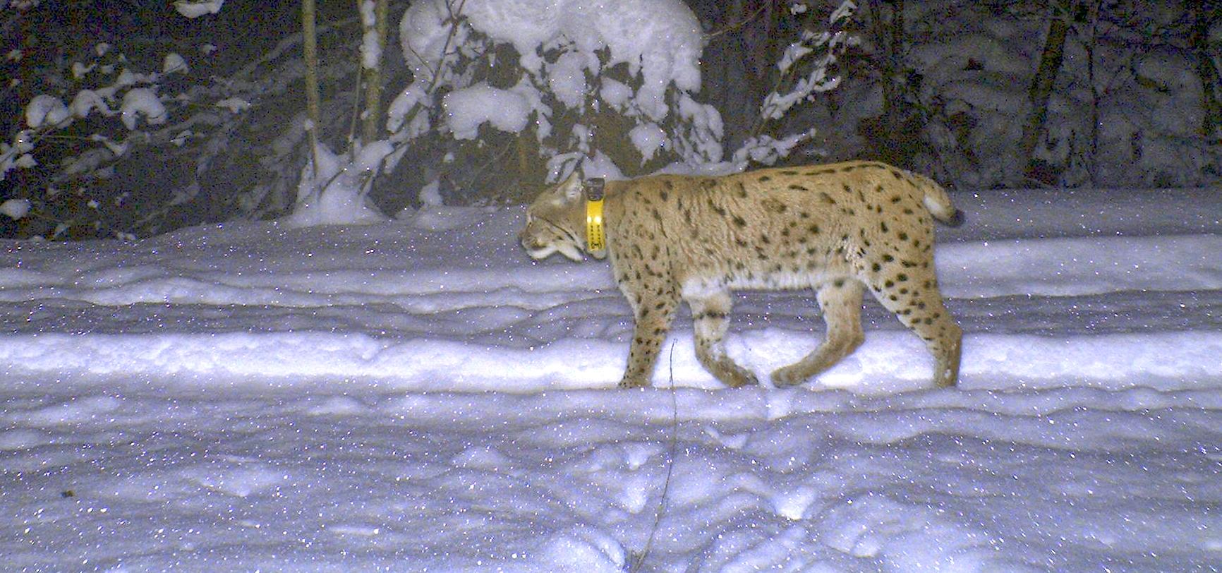 Night-time photo trap image shows a lynx running along a snow-covered path