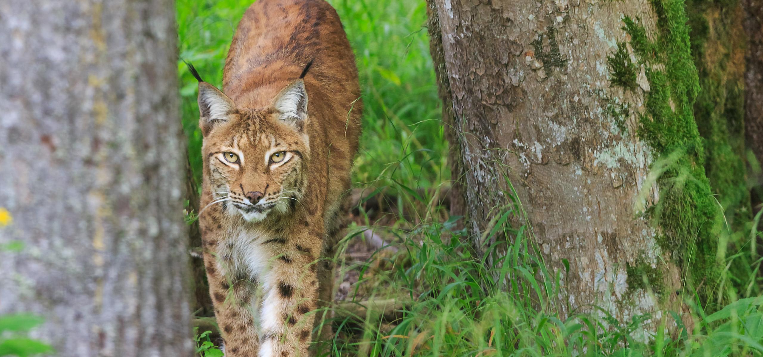 Lynx roams between trees through tall grass