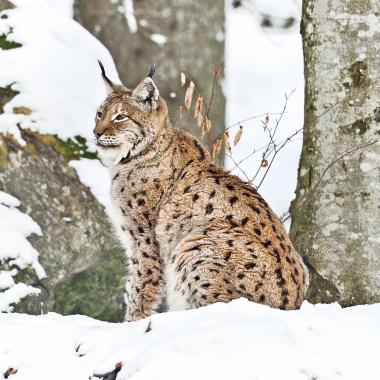 A lynx sits in a snow-covered beech forest interspersed with rocks.