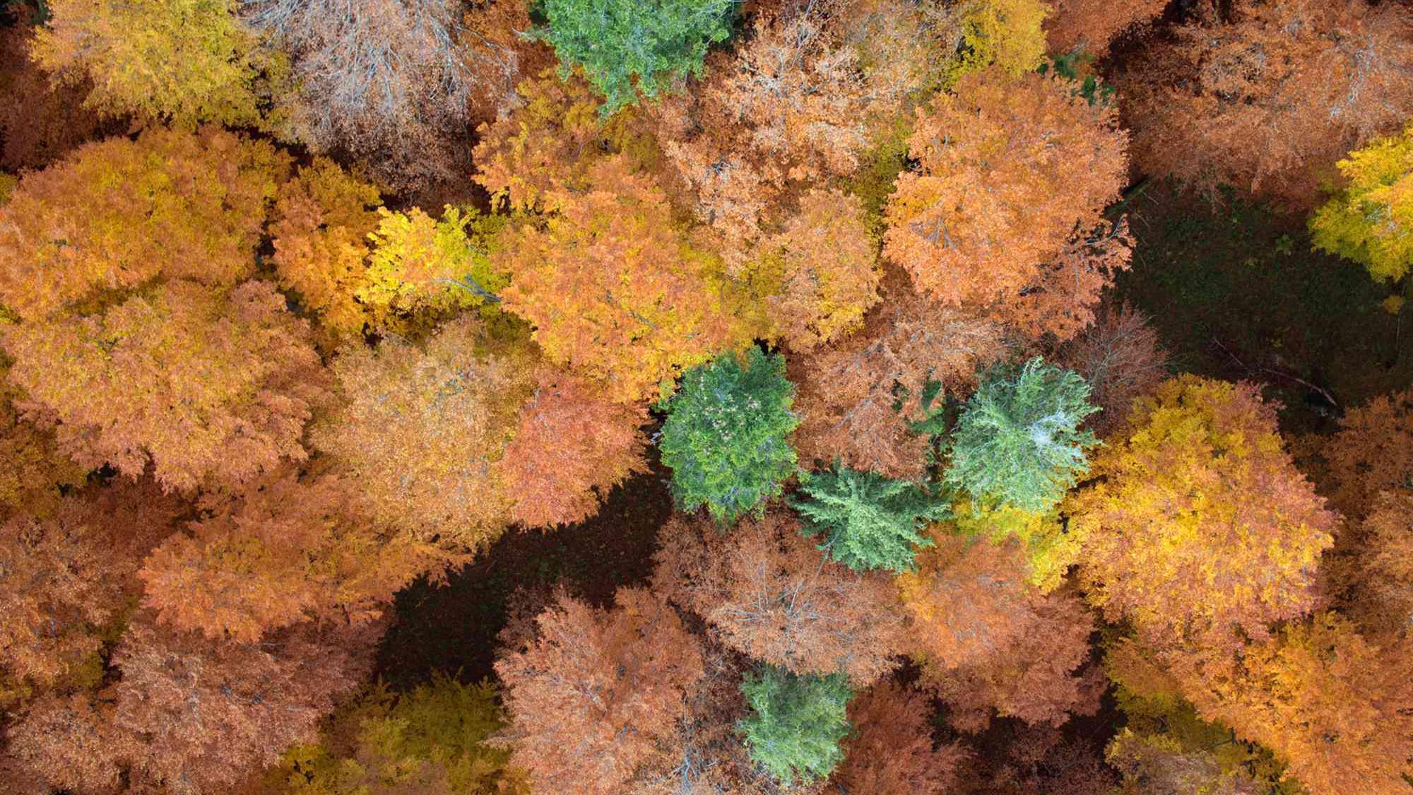 Aerial view of the canopy of an autumn-colored beech forest