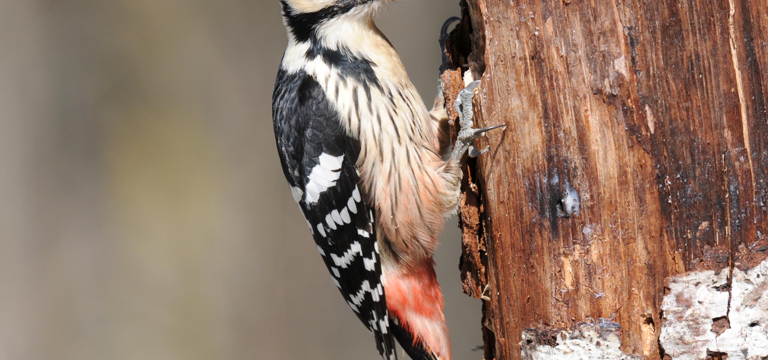 White-backed woodpecker sits on a rotting tree trunk and pecks at insects and larvae with its beak
