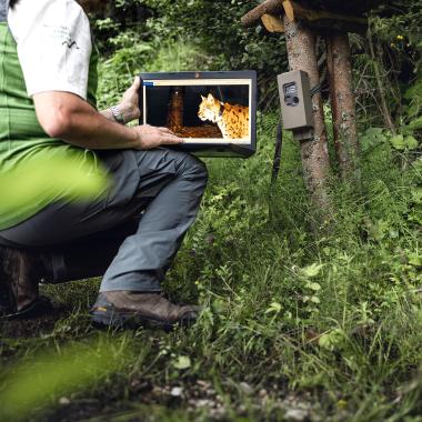 Employee shows a photo trap image of lynx on laptop