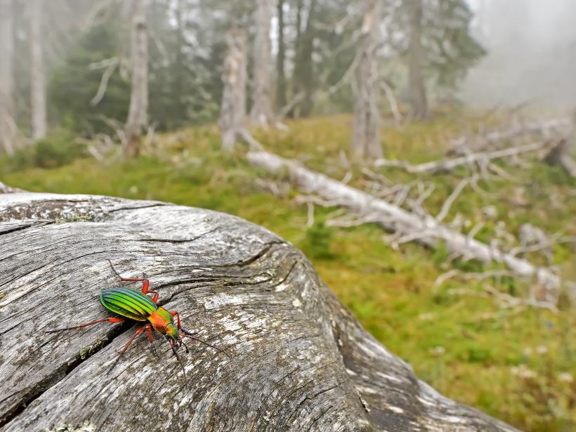 Shiny metallic gold green ground beetle sits on dead wood