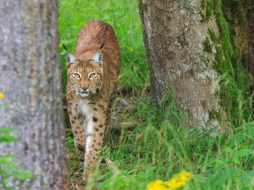 Lynx roams between trees through tall grass