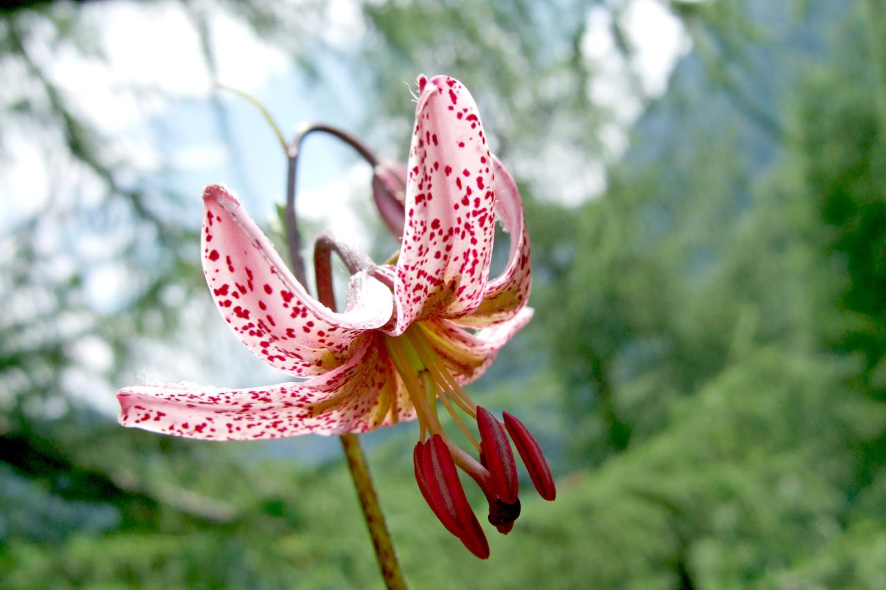 Pink flower of Turk's cap lily
