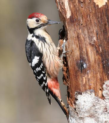 White-backed woodpecker sits on a rotting tree trunk and pecks at insects and larvae with its beak