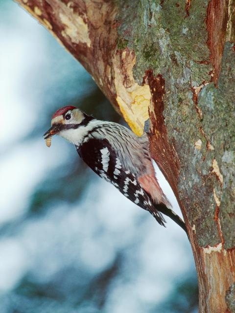 A white-backed woodpecker with larva in its beak sits on a standing deadwood trunk