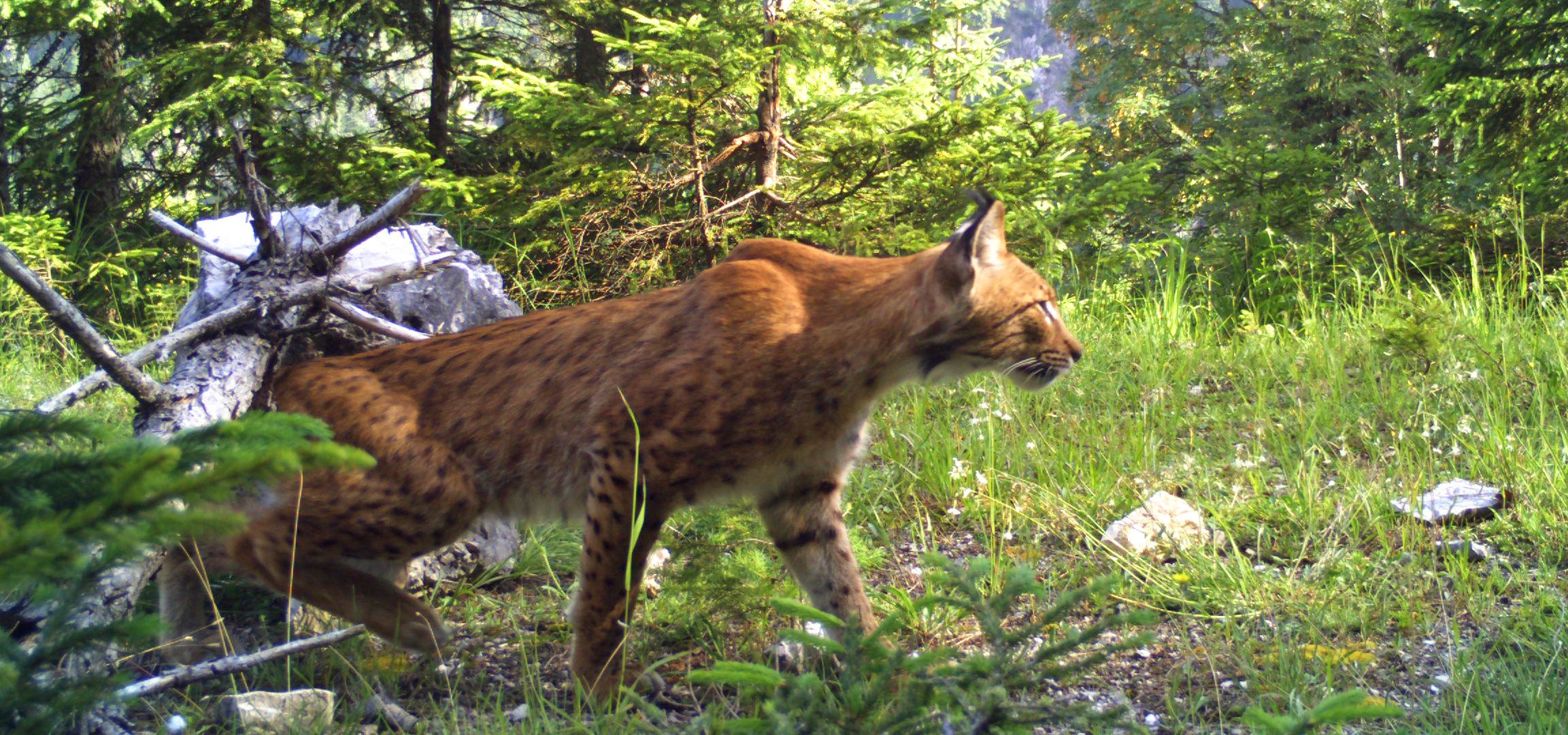 Lynx Lakota runs through the forest on an overgrown path