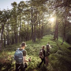 Ranger hikes through a beech forest with adults