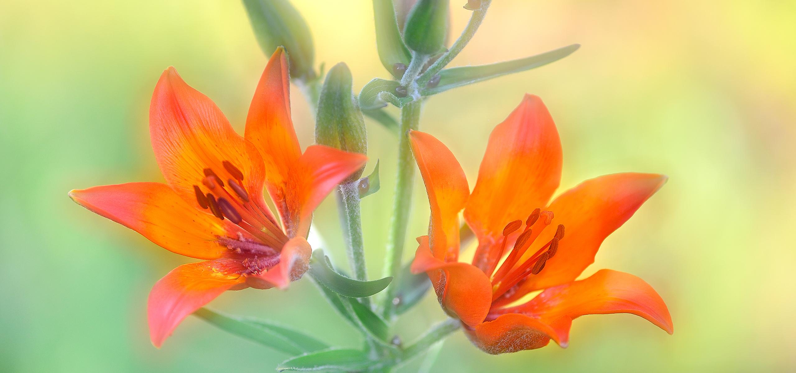 Close-up of blooming fire lilies.