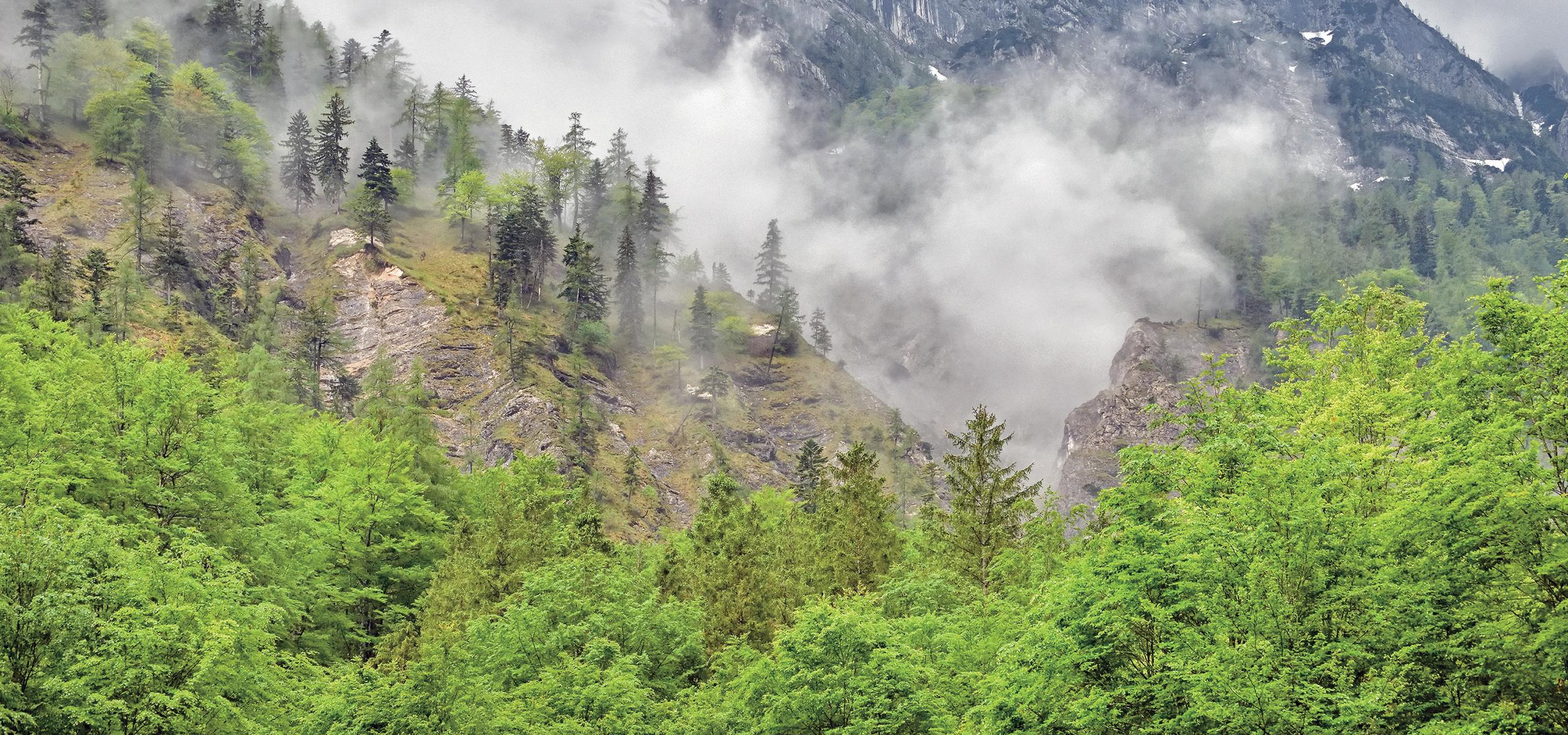 Foggy atmosphere in the mountain forest in spring