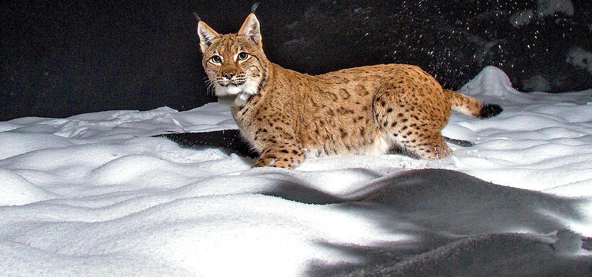 Night-time photo trap image shows lynx Skadi in the snow
