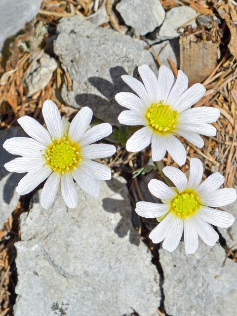 Three delicate white anemones with yellow flower heads bloom between the limestone rocks