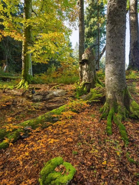 logs and lying deadwood in sparse forest. With the onset of autumn colors, the beech leaves glow in fading green and intense yellow and orange tones