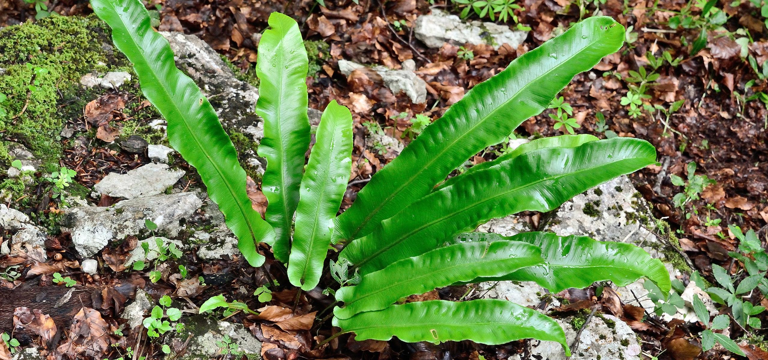 Deer's tongue fern with evergreen leaves with entire margins