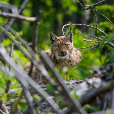 A lynx sits behind a thicket in the forest