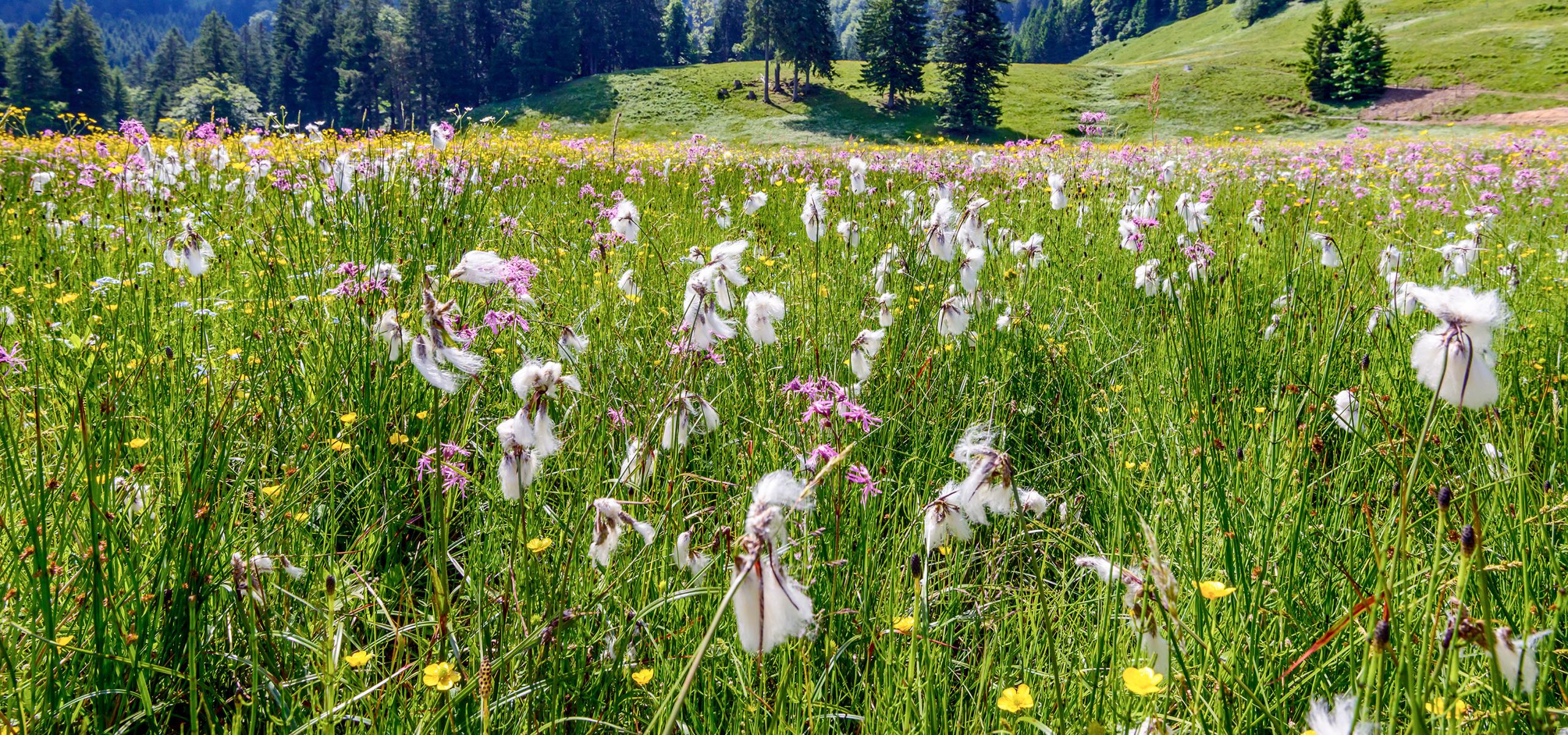 Flowering alpine meadow with cotton grass