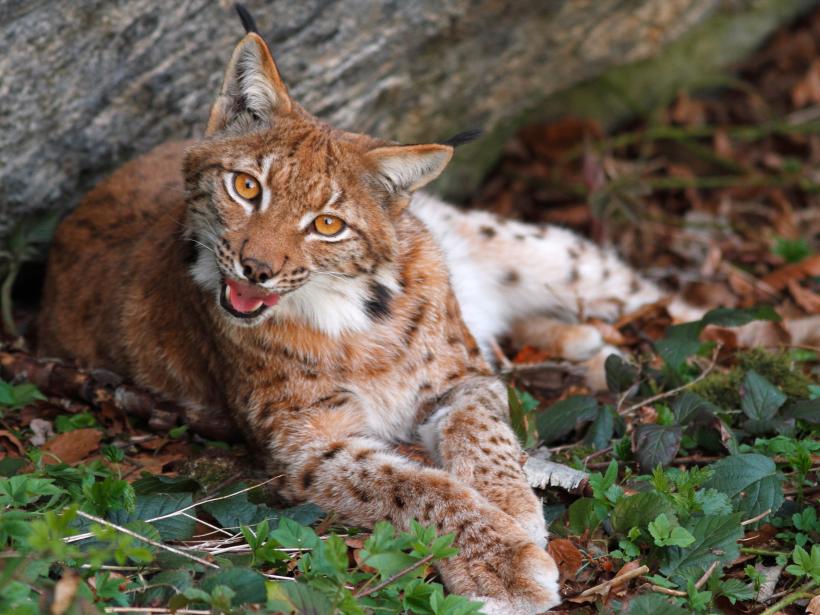 Female lynx at dusk